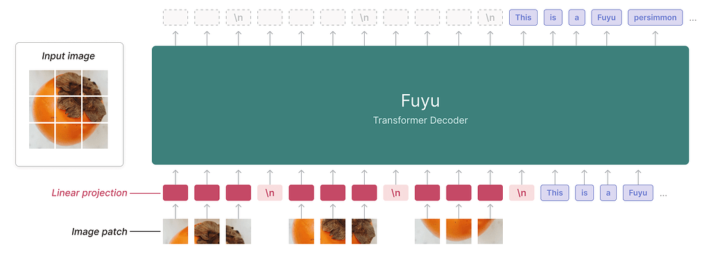 Fuyu-8B의 모델 구조