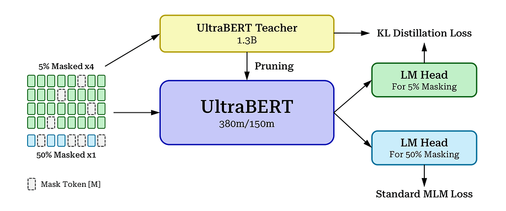 1.3B UltraBERT 교사를 가지치기해 380M/150M 학생을 만들고, 5% 마스킹 문장과 50% 마스킹 문장을 4:1로 섞은 배치를 학생에 넣는다. 5% 헤드는 교사와의 KL 증류 손실로, 50% 헤드는 일반 MLM 손실로 학습한다